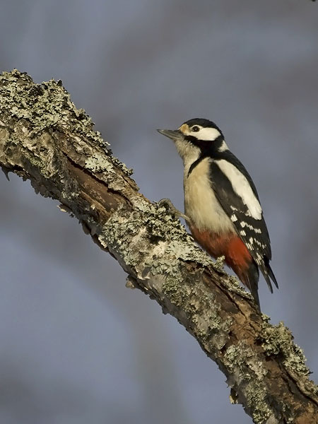 Käpytikka, Great Spotted Woodpecker, Dendrocopos major